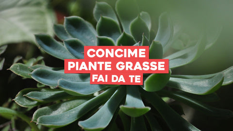 Concime Piante Grasse Fai da Te: Cura Personalizzata per la Tua Bellezza Succulenta