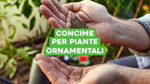 Concimazione Piante Ornamentali: Nutrimento Perfetto per la Bellezza