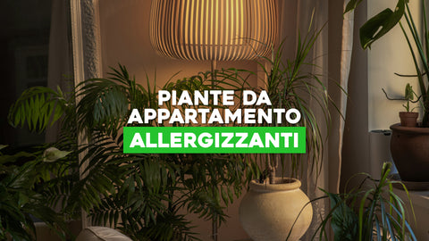 Piante da Appartamento Allergizzanti: Verde Salutare per Ogni Casa