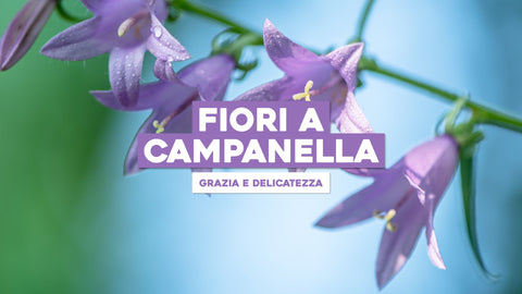 Piante con Fiori a Campanella: Delicatezza e Grazia nei Fiori a Forma di Campana