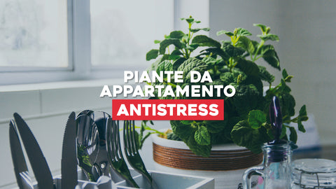 Piante da Appartamento Antistress: Relax e Benessere con il Verde