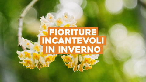 Piante con Bulbo Invernali: Fioriture Incantevoli nelle Stagioni Fredde