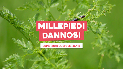 Millepiedi Dannosi per Piante: Come Proteggere il Tuo Giardino