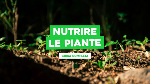 Nutrire le Piante: Guida Completa alla Corretta Alimentazione Vegetale