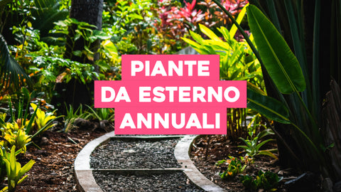 Piante da Esterno Annuali: Fiori Che Illuminano il Tuo Giardino Ogni Anno