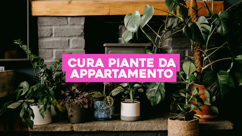 Cura Piante da Appartamento: tutti i nostri consigli