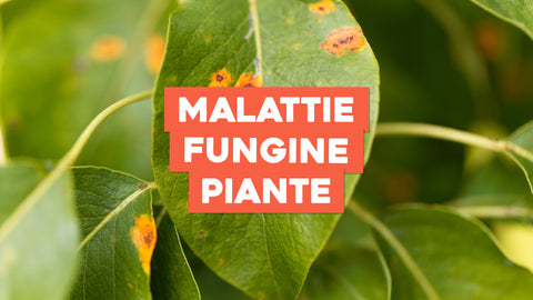 Malattie Fungine Piante: Difendi il Tuo Verde con Conoscenza