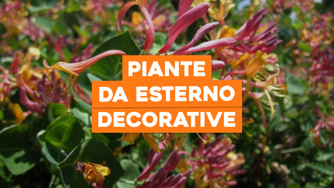 Piante da Esterno Decorative: Dettagli Che Valorizzano il Tuo Giardino