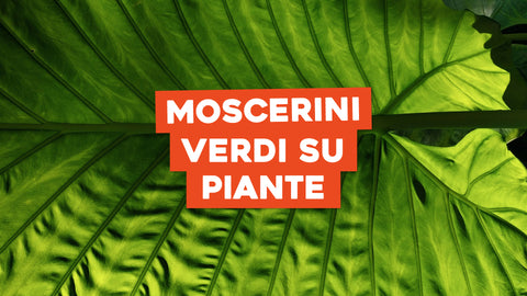 Moscerini Verdi sulle Piante: Prevenzione e Rimedi Naturali