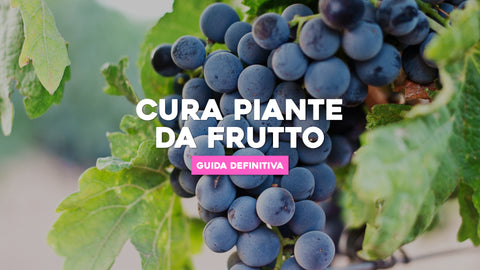 Curare le piante da frutto in modo naturale: la guida definitiva