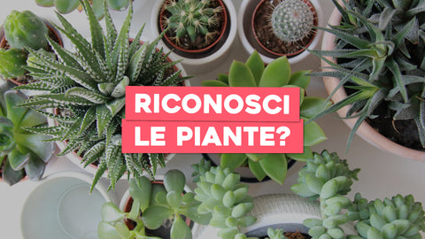 Guida all'Identificazione delle Piante: Riconosci la Tua Flora con Facilità