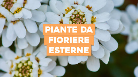 Piante da Fioriere Esterne: Fiori Che Imbellezzano Ogni Spazio