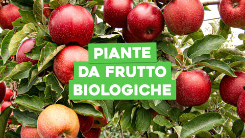 Piante da Frutto Biologiche: Gusto Puro e Rispetto per l'Ambiente