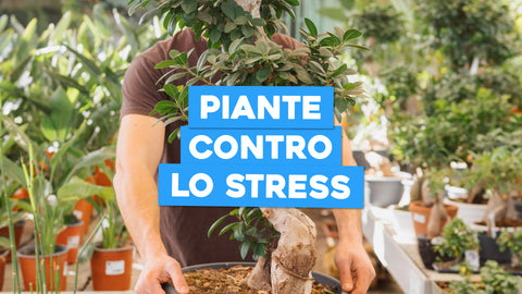 Piante Adattogene Elenco: Scopri le Piante che Aiutano a Gestire lo Stress