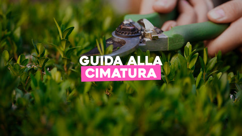 Cimatura piante: i nostri consigli