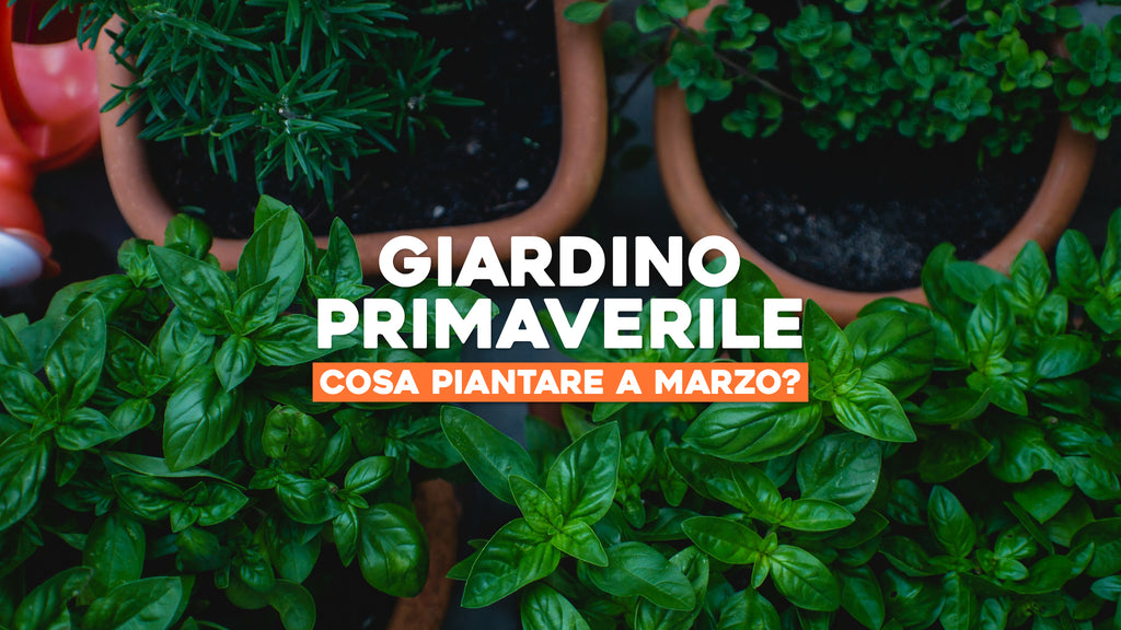 Piante da Piantare a Marzo: Avvia il Tuo Giardino Primaverile – Simegarden