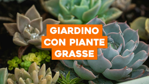 Giardini Piante Grasse: Creazioni Uniche di Bellezza Succulenta