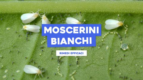 Moscerini Bianchi Piante: Identificazione e Rimedi Efficaci