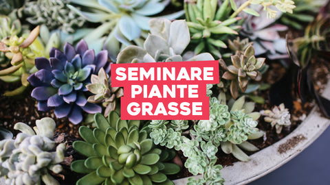 Come seminare le piante grasse: tutto quello che devi sapere