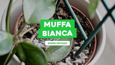 Muffa Bianca Appiccicosa sulle Piante: Identificazione e Soluzioni Efficaci