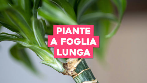 Piante a Foglia Lunga: Linee Sottili per un Tocco Raffinato