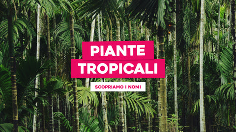 Nomi Piante Tropicali: Esotismo e Bellezza per la Tua Collezione