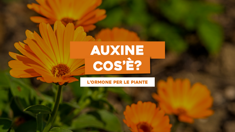 Auxine piante: Scopri il Ruolo Fondamentale di Questo Ormone per le Piante