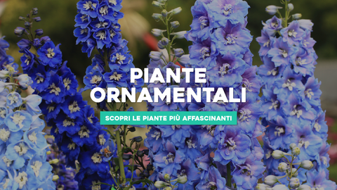 Belle piante ornamentali: Scopri le Piante più Affascinanti