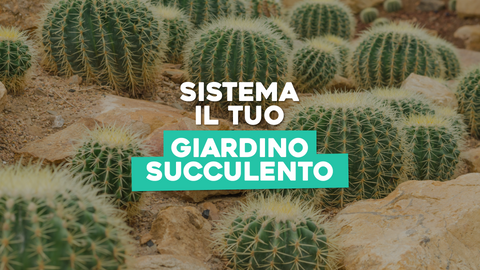 Come sistemare le piante grasse in giardino
