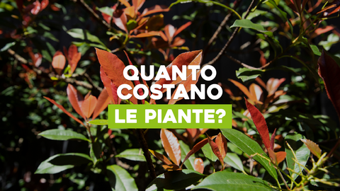 Costo Piante: Scopri il Valore del Verde per il Tuo Spazio