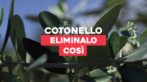 Cotonello malattia delle piante: come curarlo