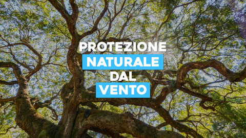 Frangivento Piante: Protezione Efficace contro i Venti Forti