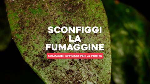 Fumaggine Piante: Sconfiggi la Malattia con Soluzioni Naturali