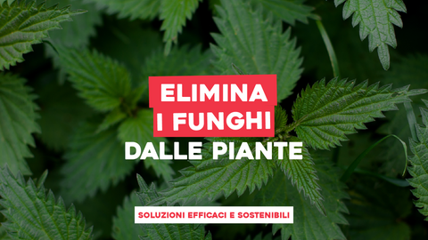 Funghi Piante Rimedi Naturali: Soluzioni Efficaci e Sostenibili
