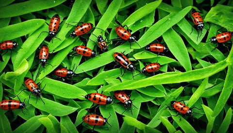 Parassiti Piante Aromatiche: Proteggi le Tue Erbe con Rimedi Naturali