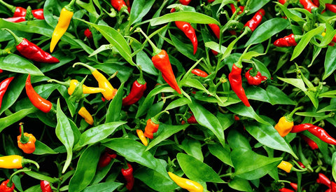 Parassiti Piante Peperoncino: Difendi la Tua Collezione di Peperoncini