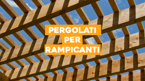 Pergolato per Piante Rampicanti: Struttura e Bellezza Verticale
