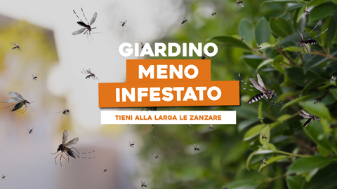 Piante che Attirano le Zanzare: Soluzioni per un Giardino Meno Infestato