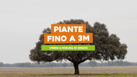 Piante Altezza Massima 3 Metri: Soluzioni per uno Spazio Verticale Limitato