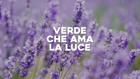 Piante Amanti del Sole: Guida alle Specie che Amano la Luce