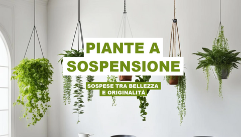 Piante a Sospensione: Sospese tra Bellezza e Originalità