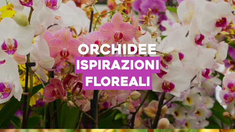 Piante di Orchidee Immagini: Ispirazioni Floreali per il Tuo Spazio