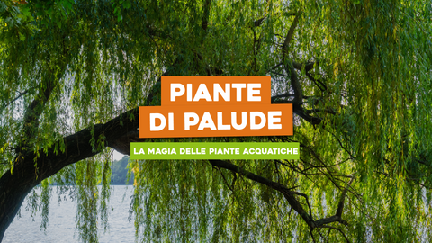 Piante di Palude: Esplora la Bellezza delle Piante Acquatiche