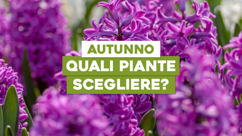Piante e Fiori da Piantare in Autunno: Prepara il Tuo Giardino