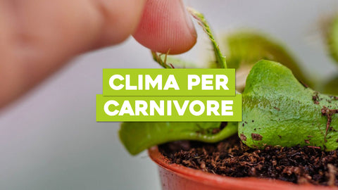 Piante Carnivore Temperatura: Ottimizza il Clima per le Tue Piante Predatrici