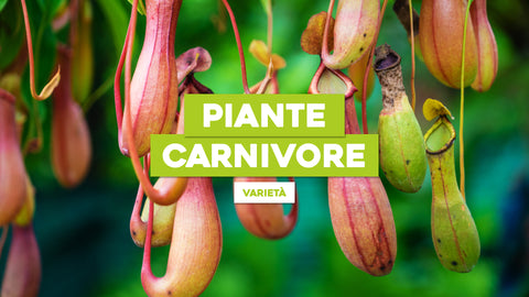 Piante Carnivore Varietà: Scopri la Diversità delle Specie nel Tuo Giardino