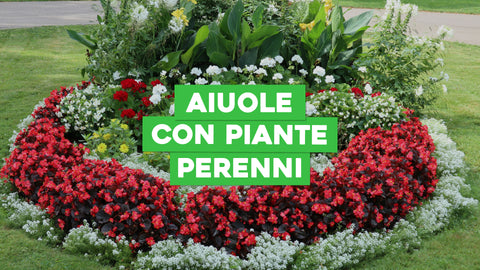 Aiuole con piante perenni: come attrezzarle al meglio