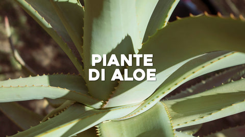 Aloe tipi di piante: tutto quello che devi sapere