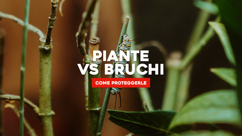 Bruco Piante: come eliminarli e prevenirli