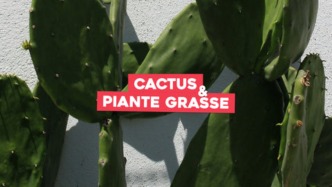 Cactus e piante grasse: tutto quello che devi sapere